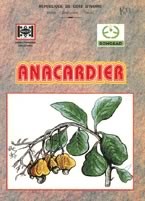 Anacardier